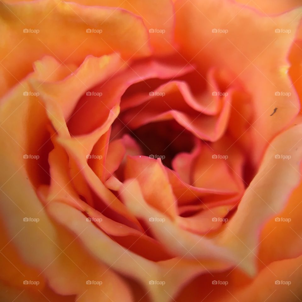 Orange rose