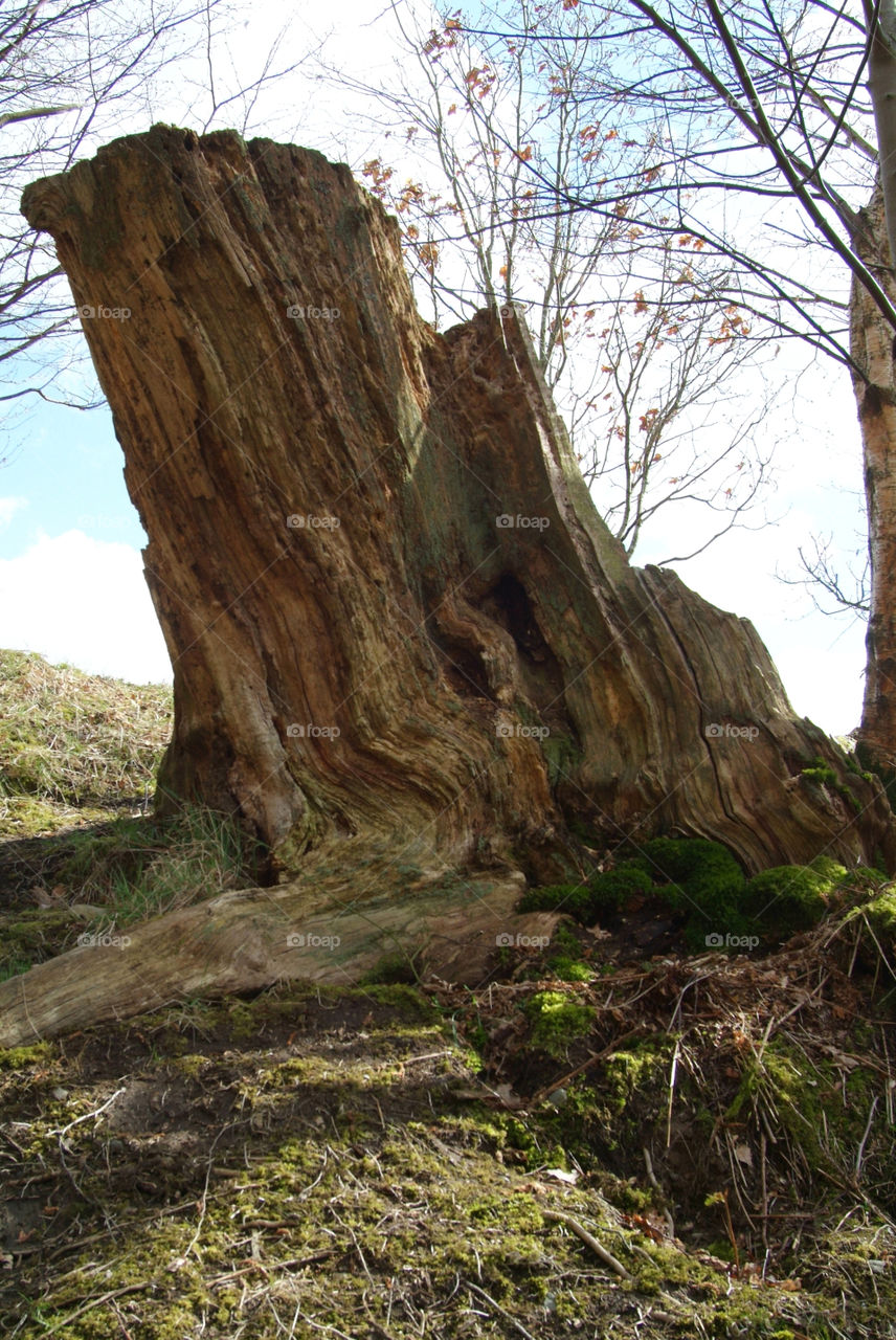 Tree at Aira Force, Lake District, UK