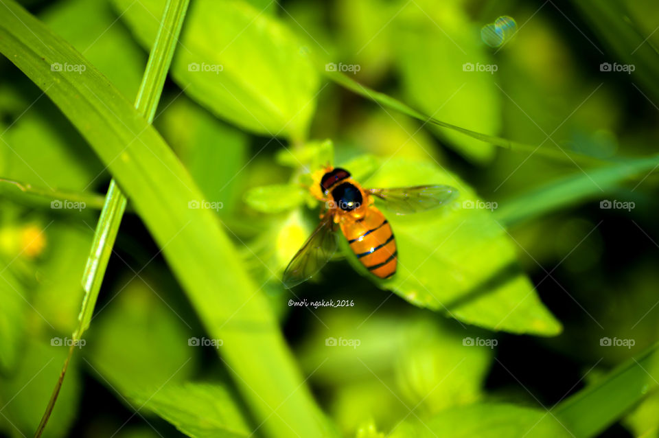 bee