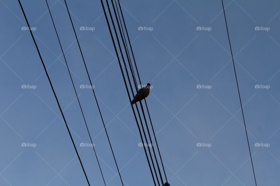 Pigeon on wire