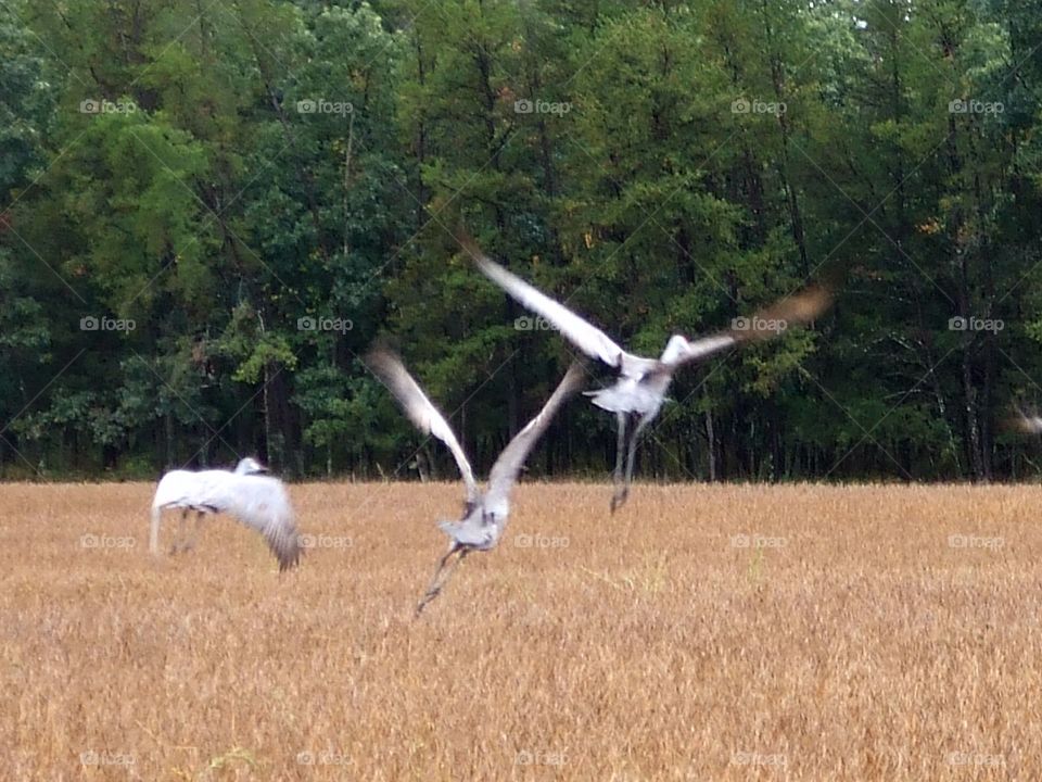 Sandhill cranes