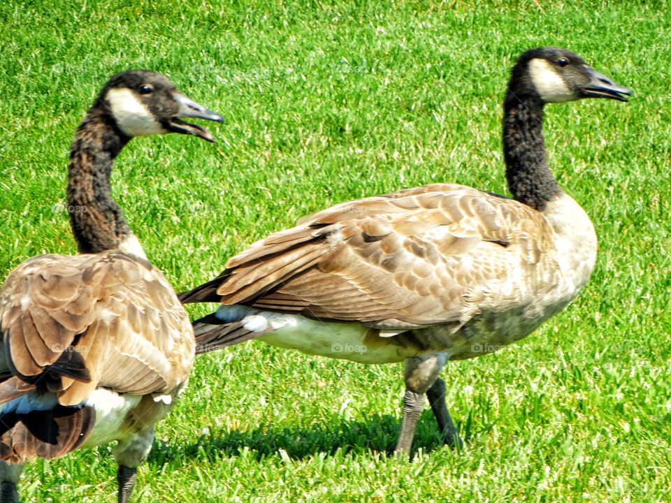 Canada Geese
