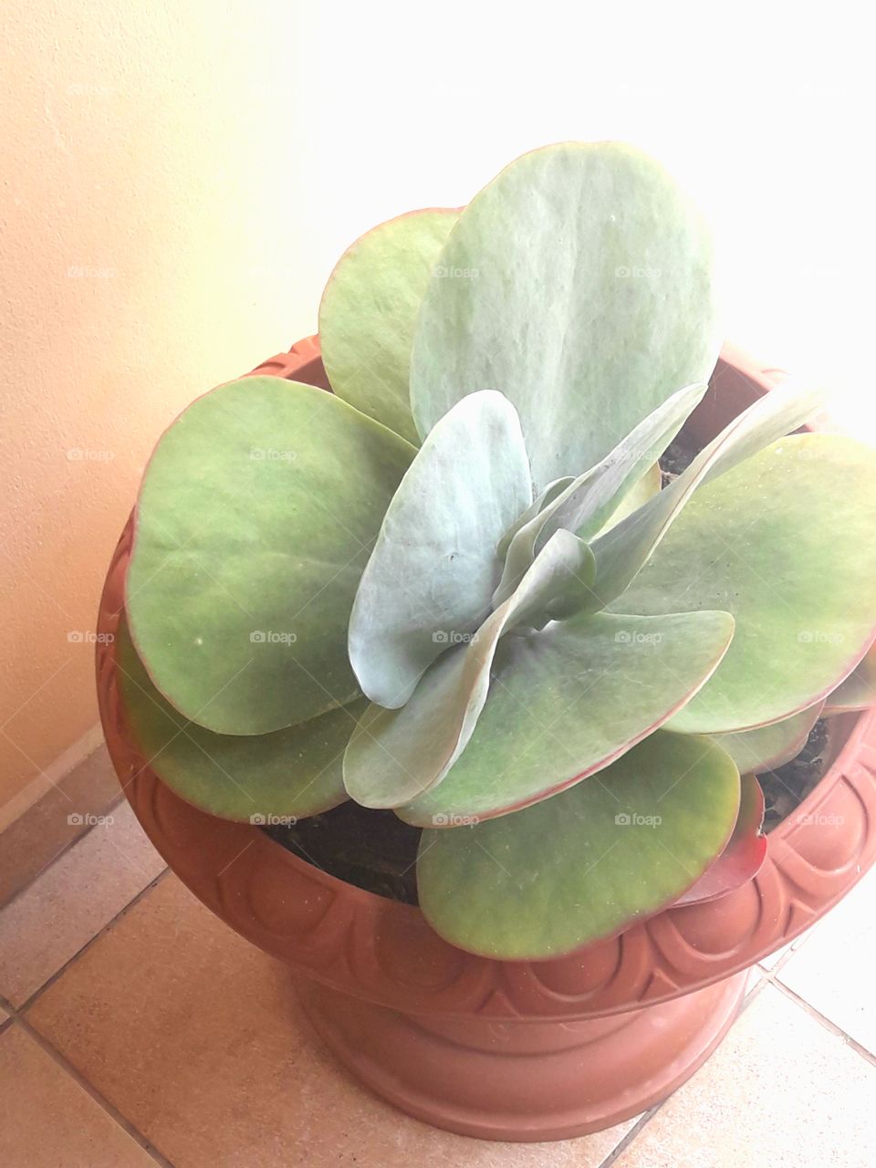 beautiful leaf flower