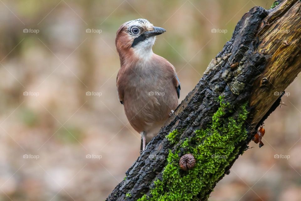 Blue jay in the forest
