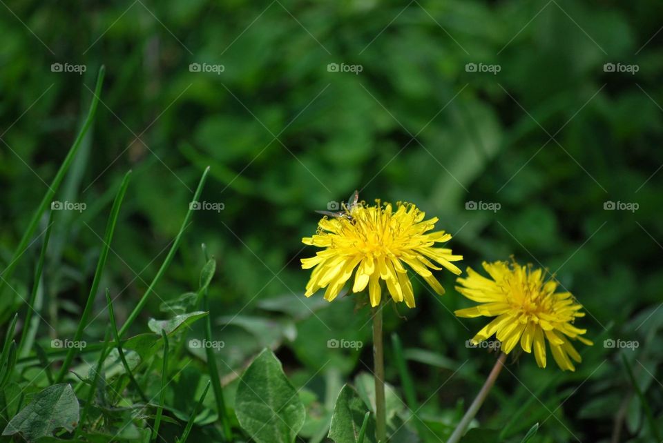 Dandelions . Dandelions in my lawn