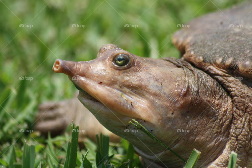 Close-up of reptile head