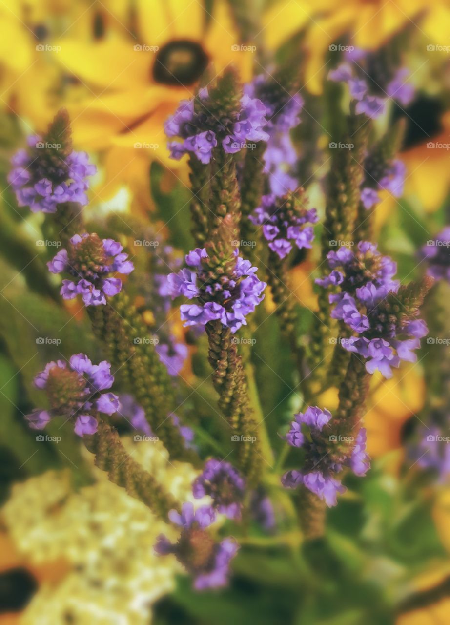 Close up photograph of purple wild flowers.