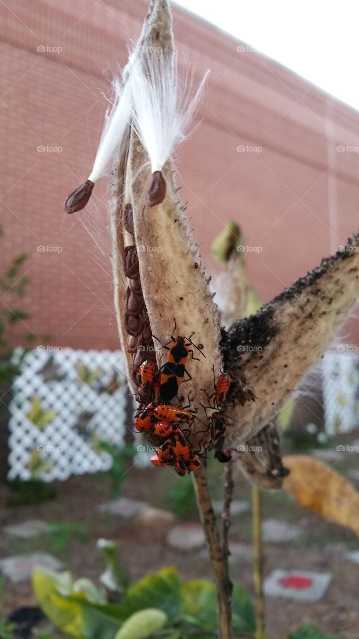 bugs. black and orange bugs