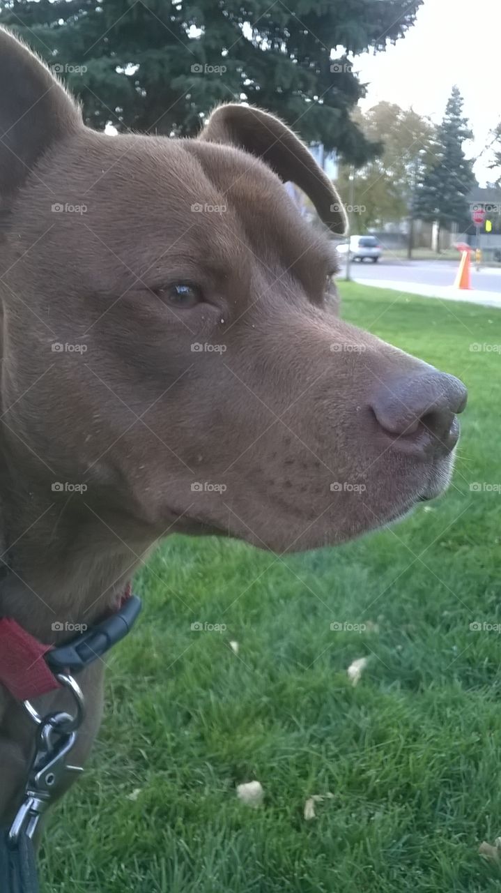 handsome boy on our walk