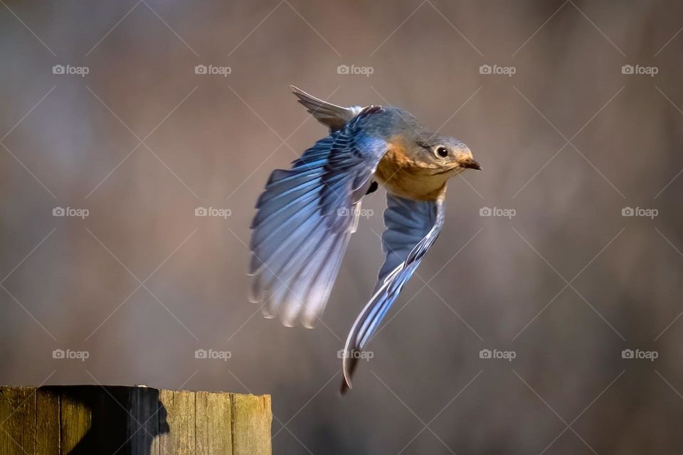 A female bluebird launches from its perch. 