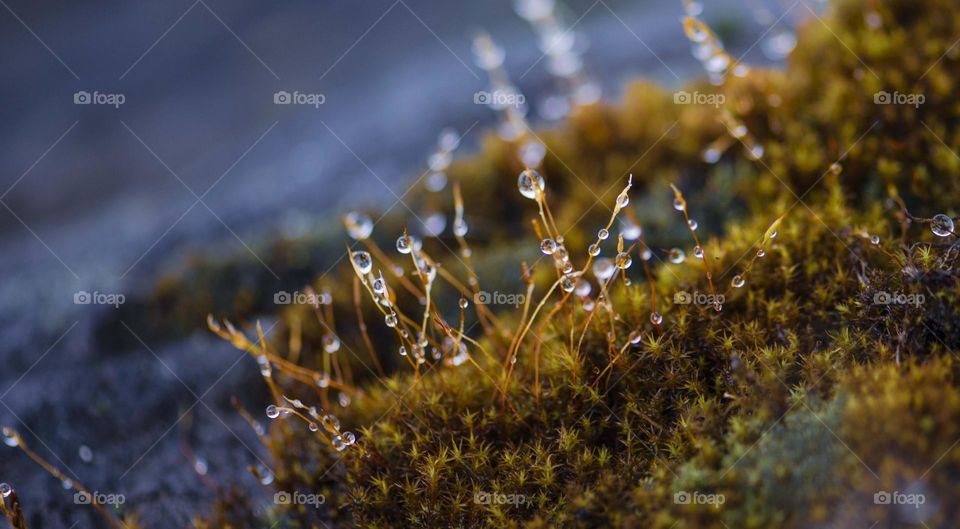 Dewdrops on moss. Portland, Oregon 