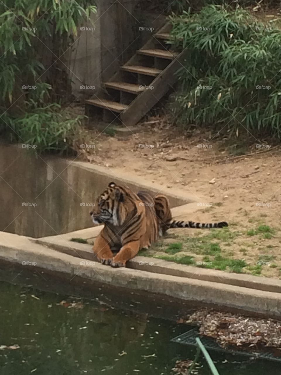 Tiger at the DC zoo

