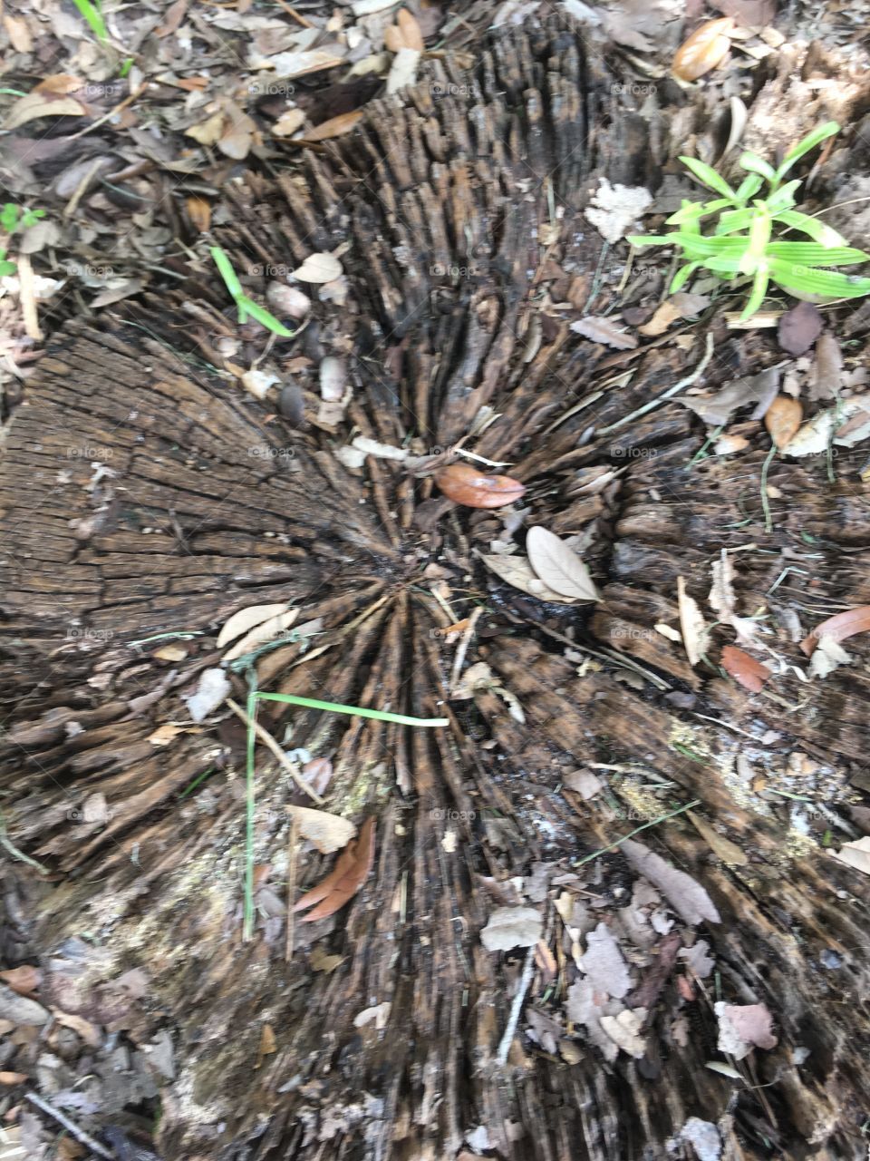 Cut down tree stump inside circles 