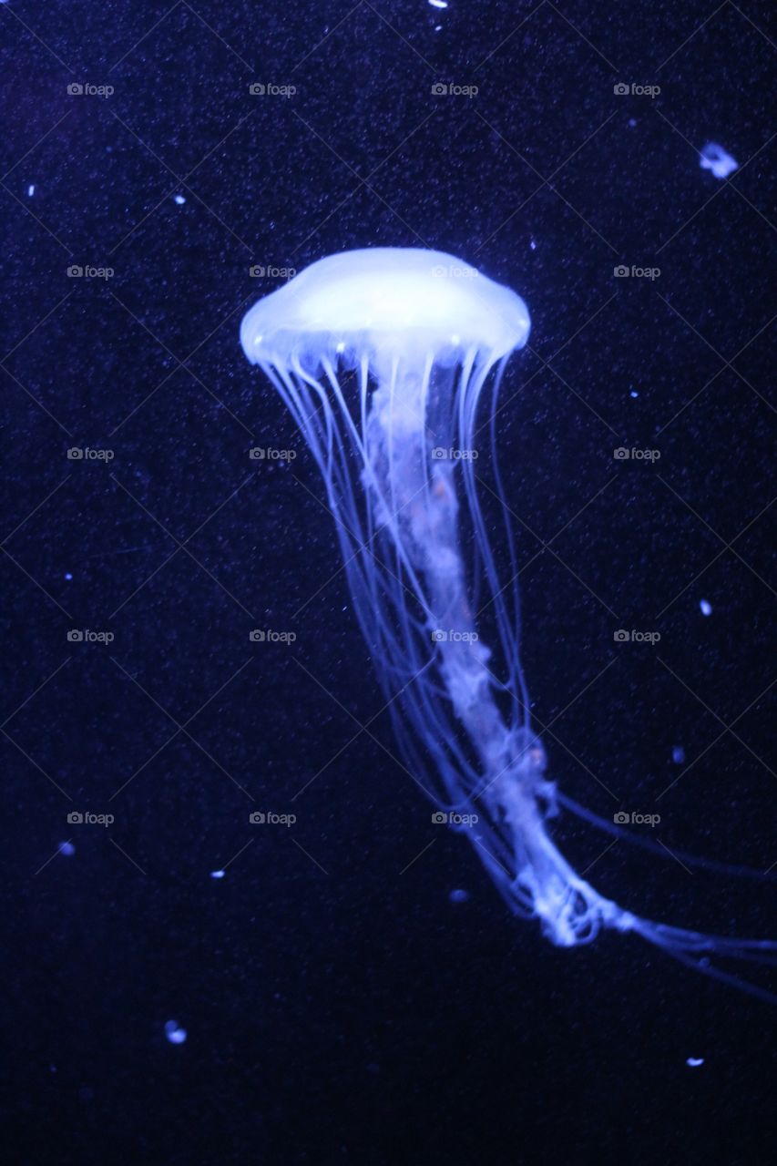 Moon jellyfish
