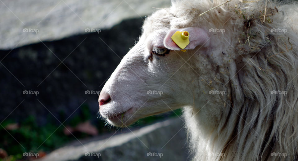 Portrait of sheep on farm in Berlin, Germany.