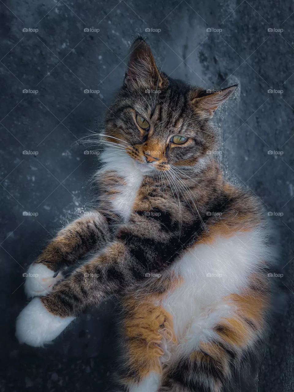 Smooth Kitten