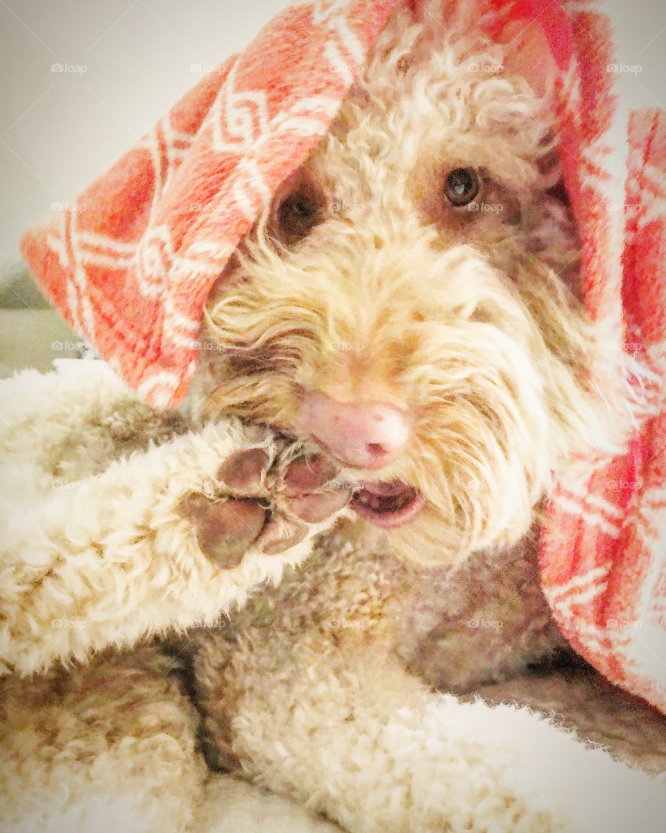 “This paw is delicious and oh by the way, I’m so freaking cute someone should pay me...(cough)”. This Golden doodle is just being himself & he can’t help but melt your heart. Tucker likes to snuggle up and burrow under blankets to get comfy!