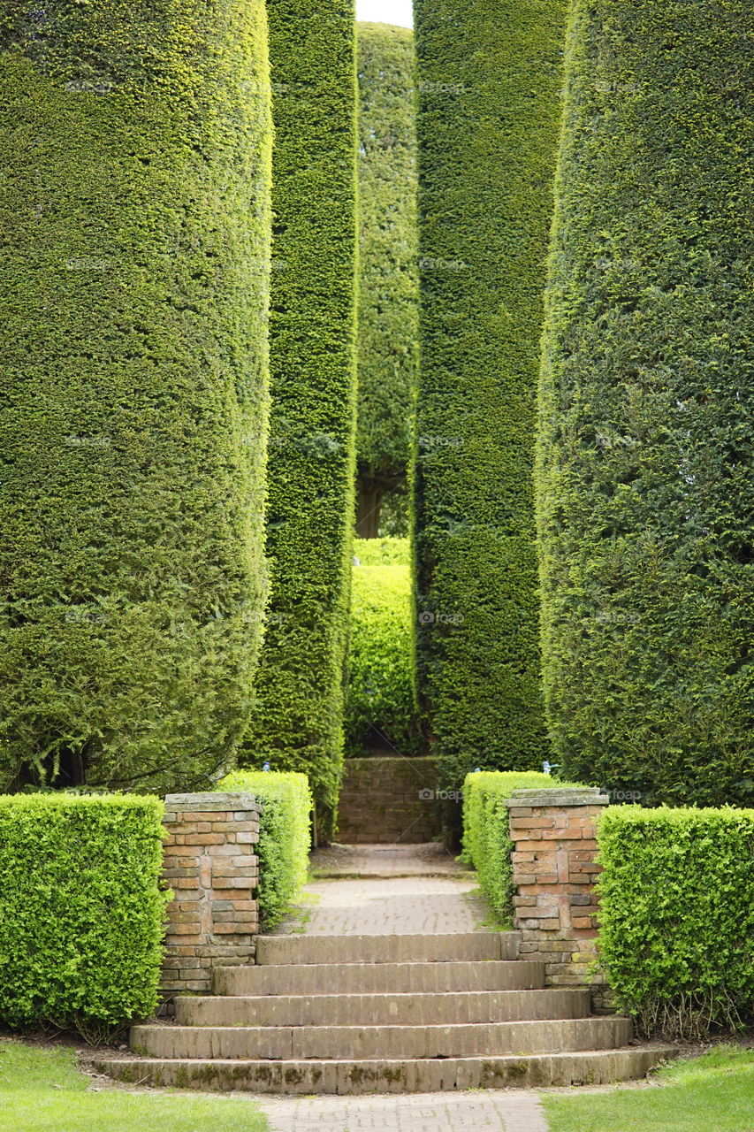 Hedge