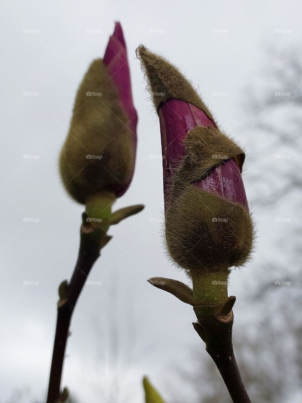 Magnolia tree flower