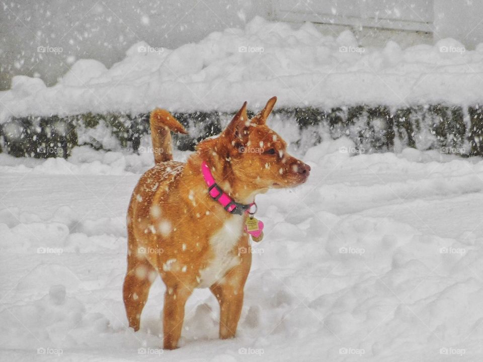 Knox enjoying today’s storm