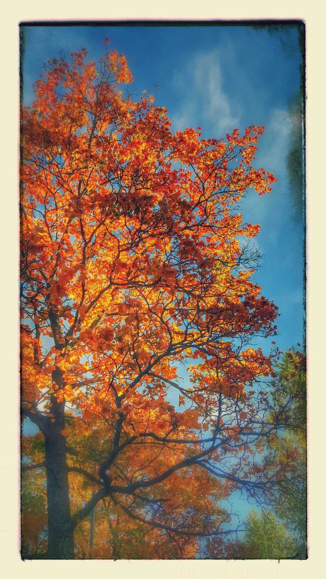 autumn tree
