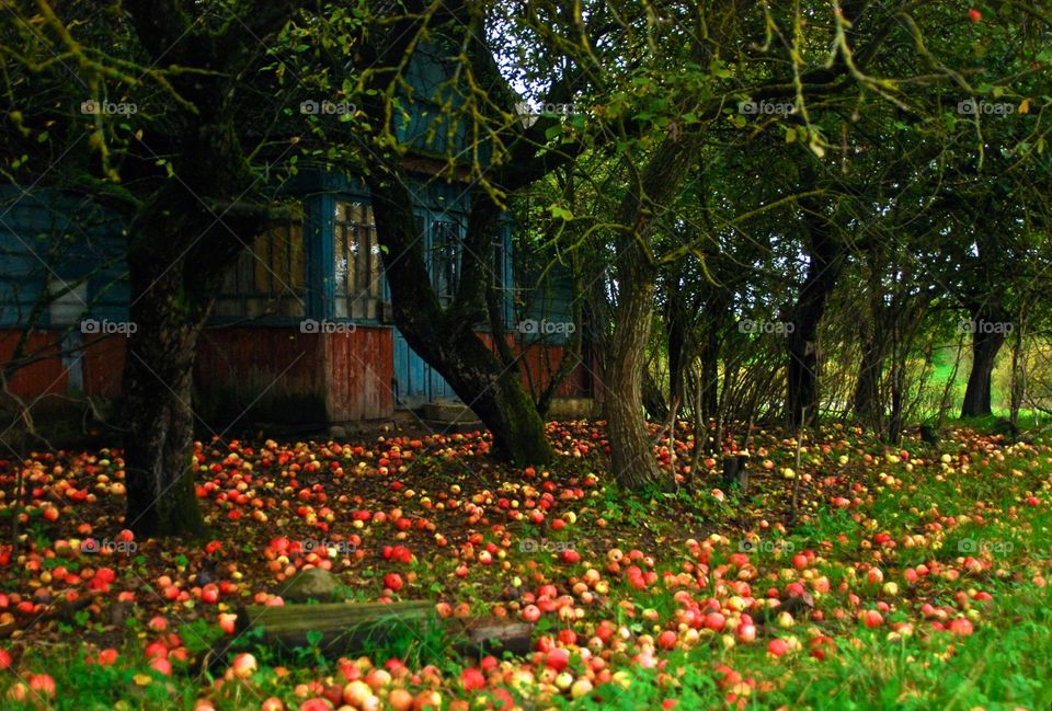 Old country house and apple trees apples on ground