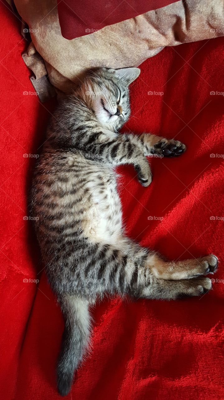 Sleeping kitty