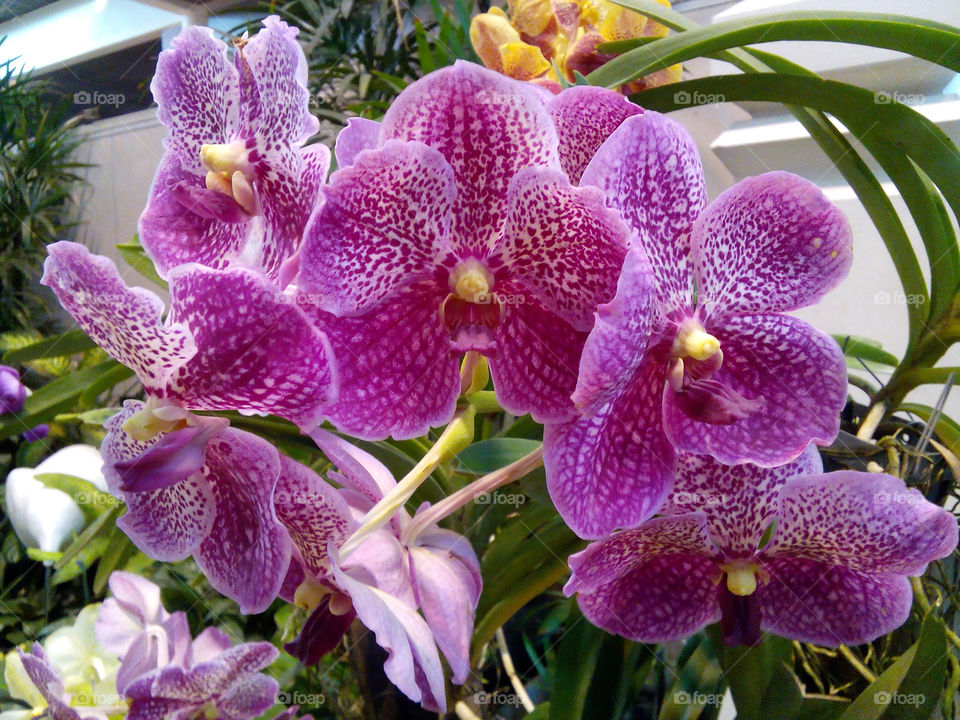 orchid. blooming orchids