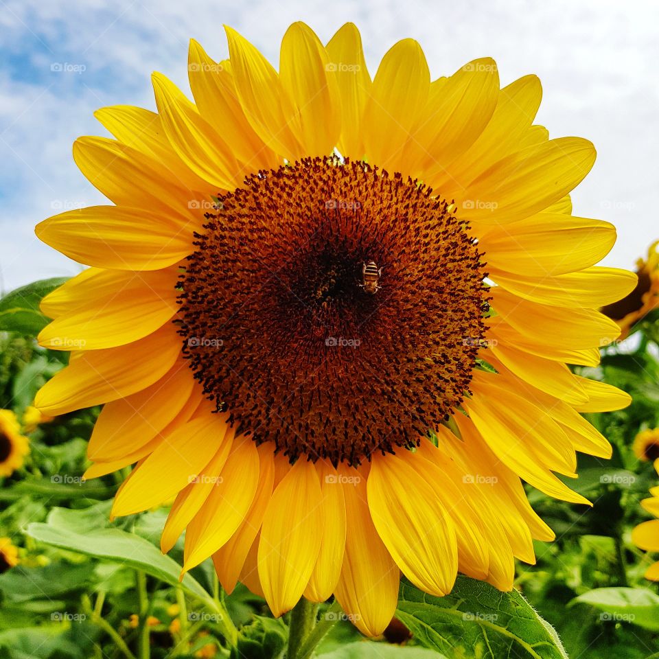 Bee pollination on sunflower