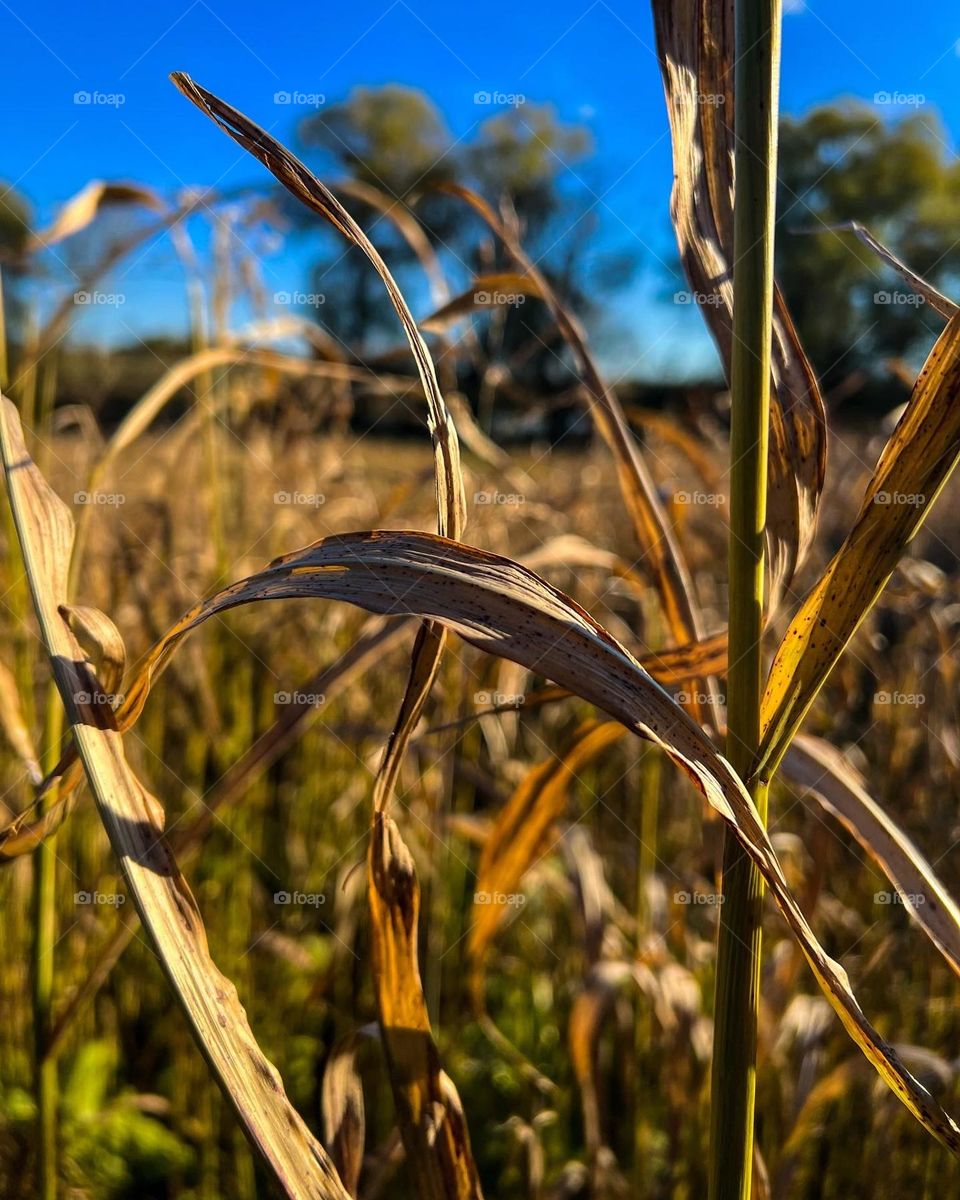 Golden autumn field is full of warmness and peacefulness under the vivid hot sun.