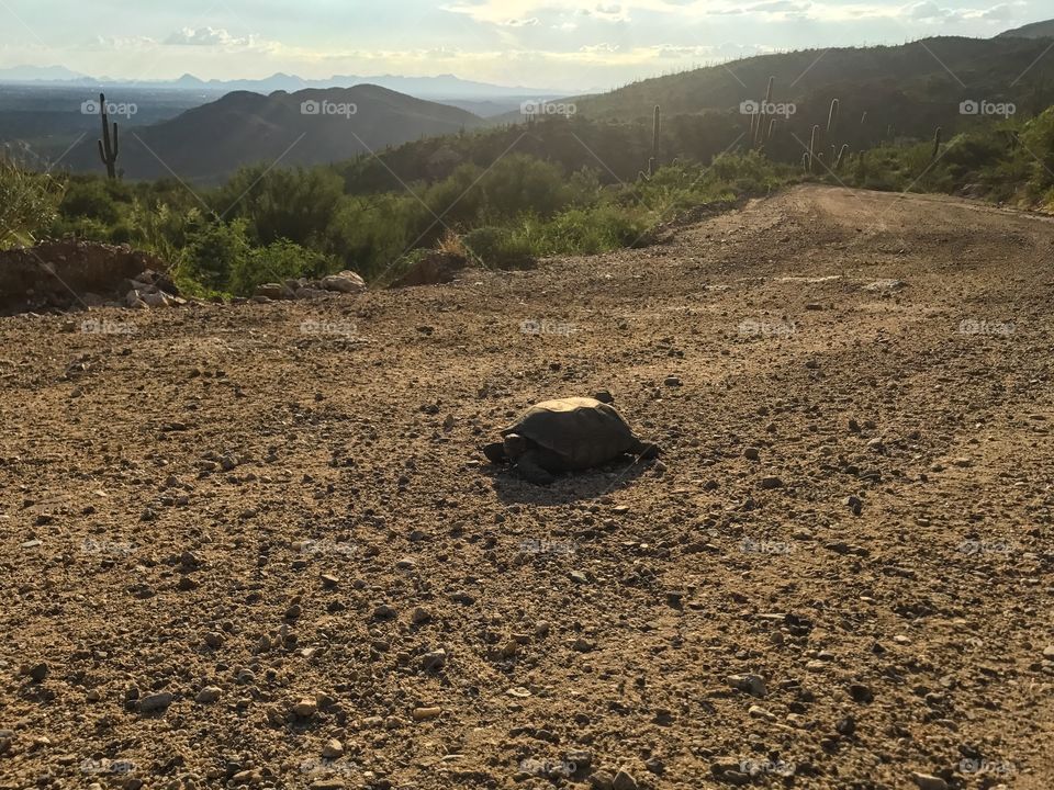 Road Trip - Transportation 