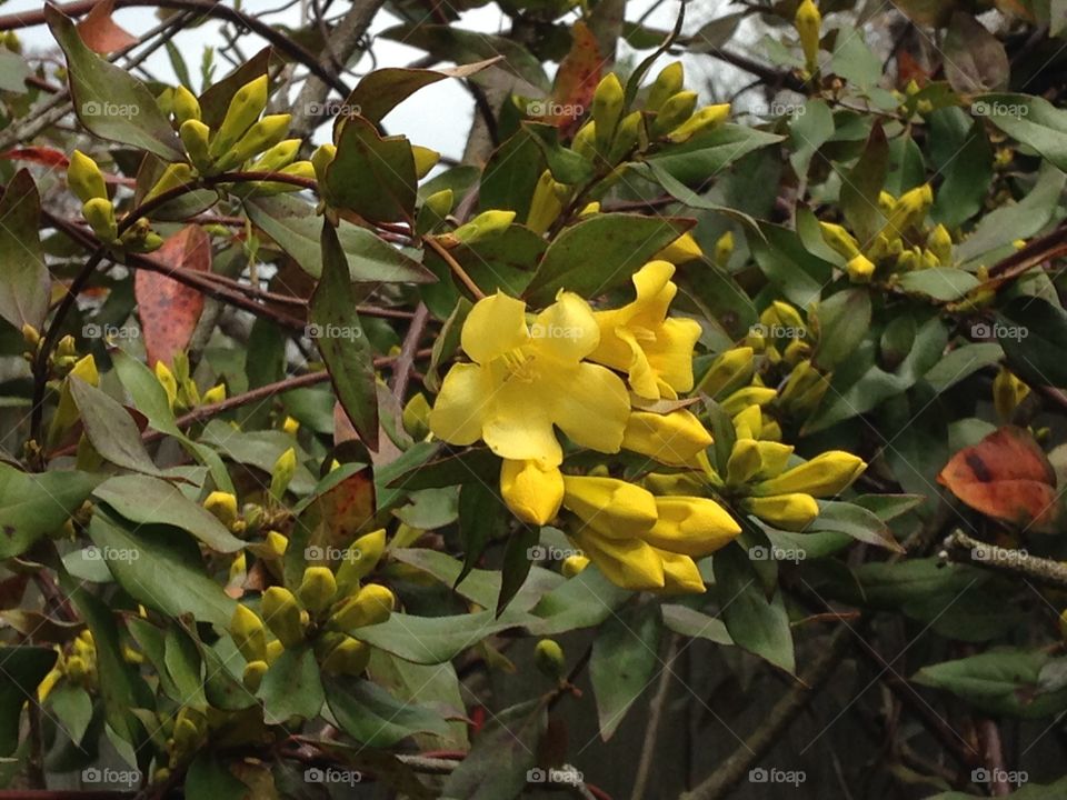 Yellow Jasmine