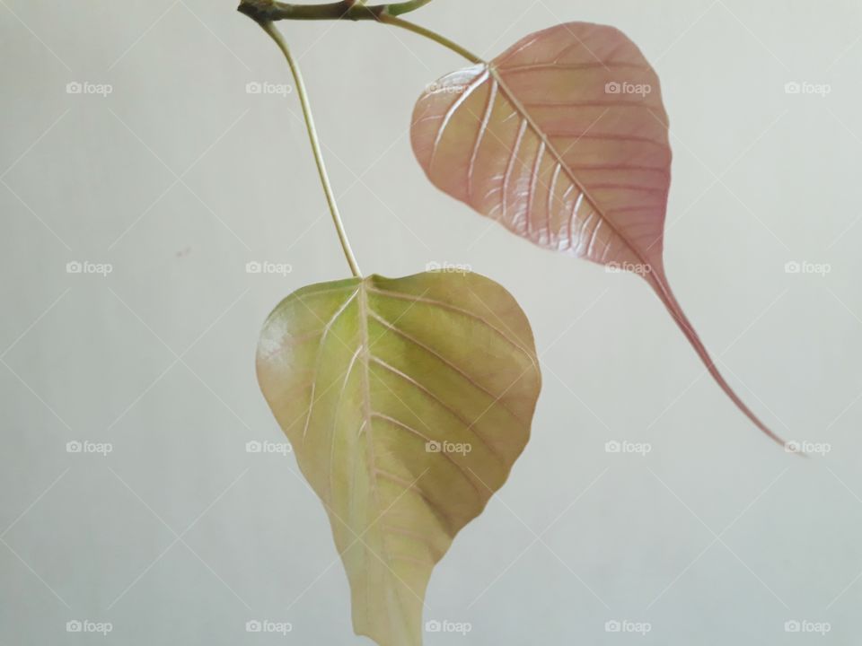 Beautiful dep leaf