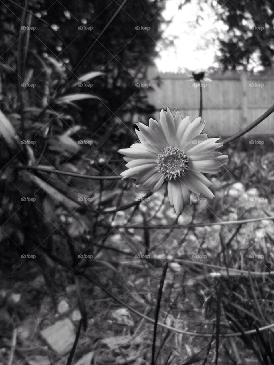 flowers nature flower outdoors by jmh