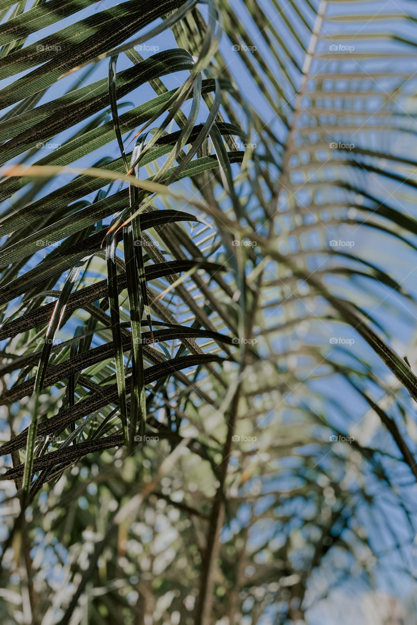 Foliage