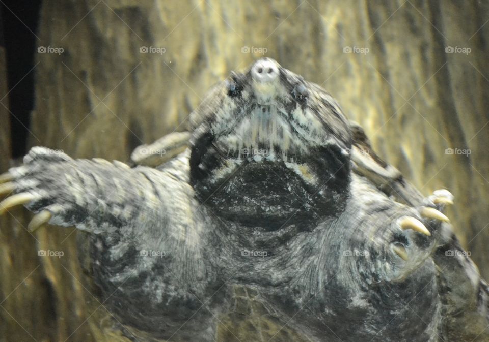 A turtles face and chest facing forward while swimming