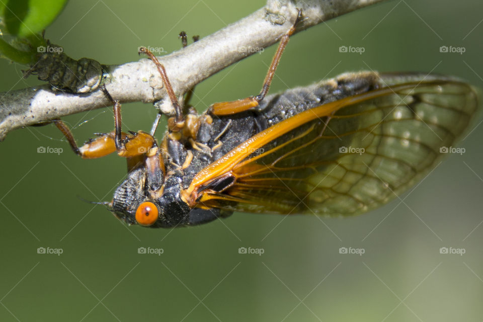 Seventeen year cicada on the underside of a branch 
