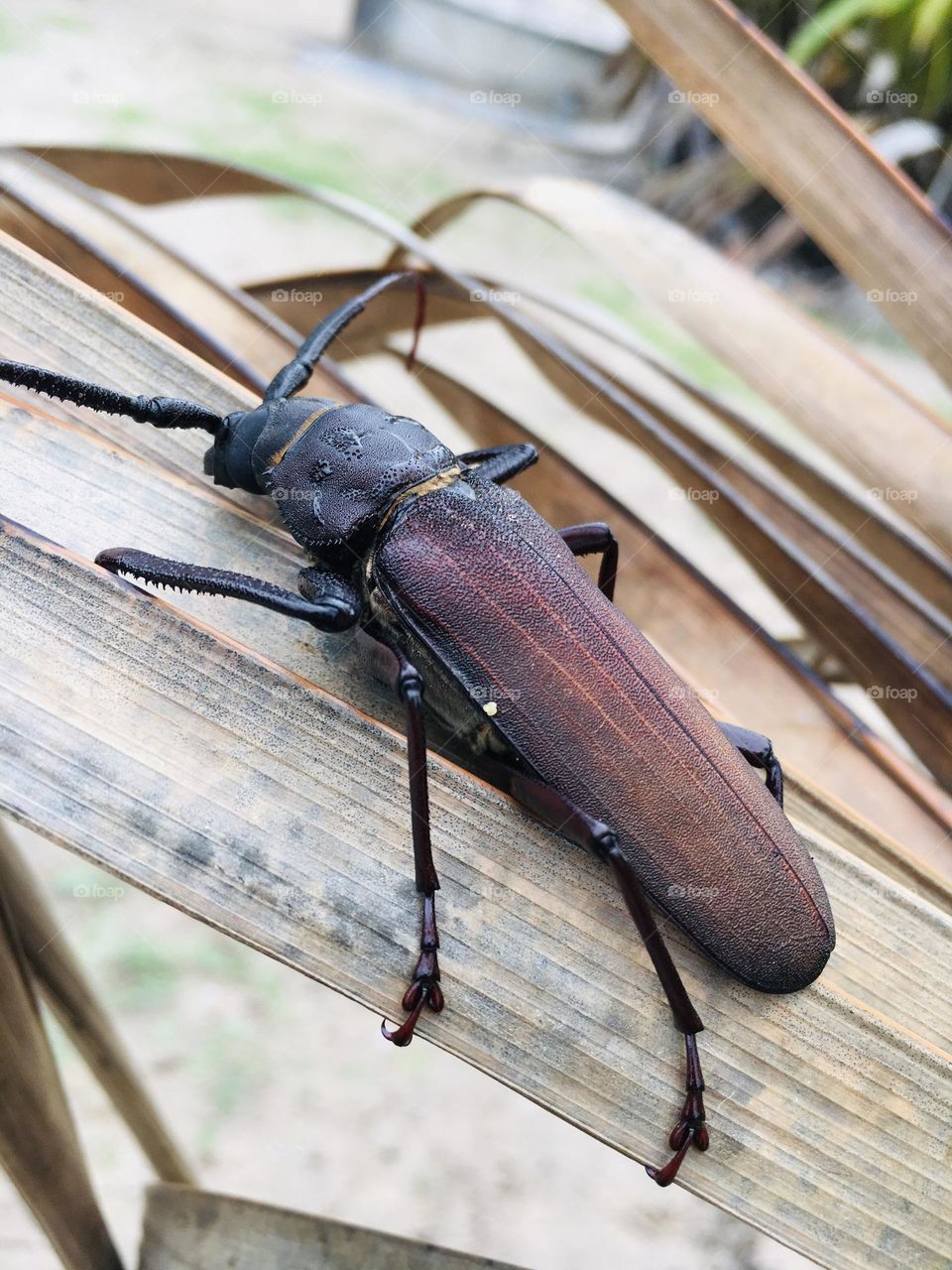This is about Beetle Photography.Beetles cannot see very well, so they communicate using pheromones, sounds or vibrations. Some beetles are not considered pests