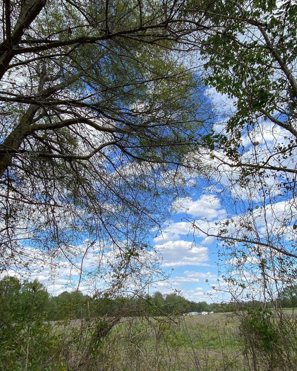 Looking through the trees to see the sky