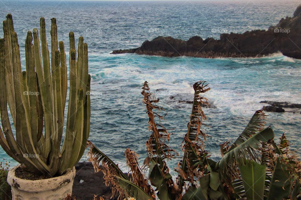 View over the rough turquoise Atlantic Ocean with plants in the foreground