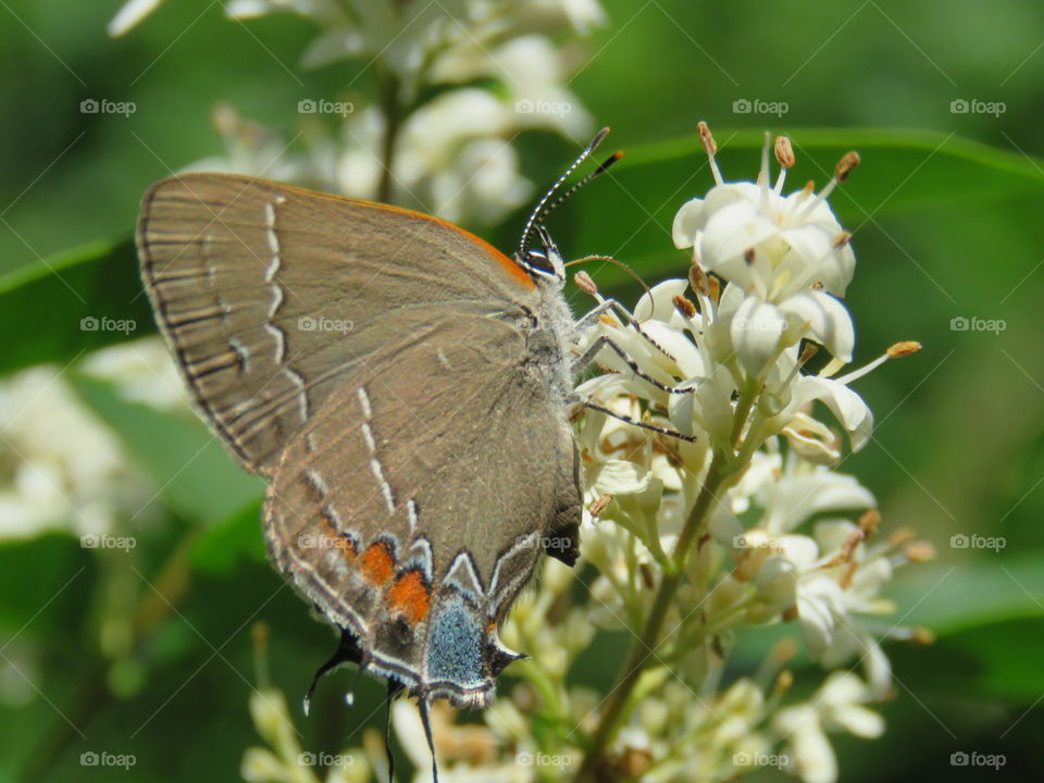 red-banded hairstreak