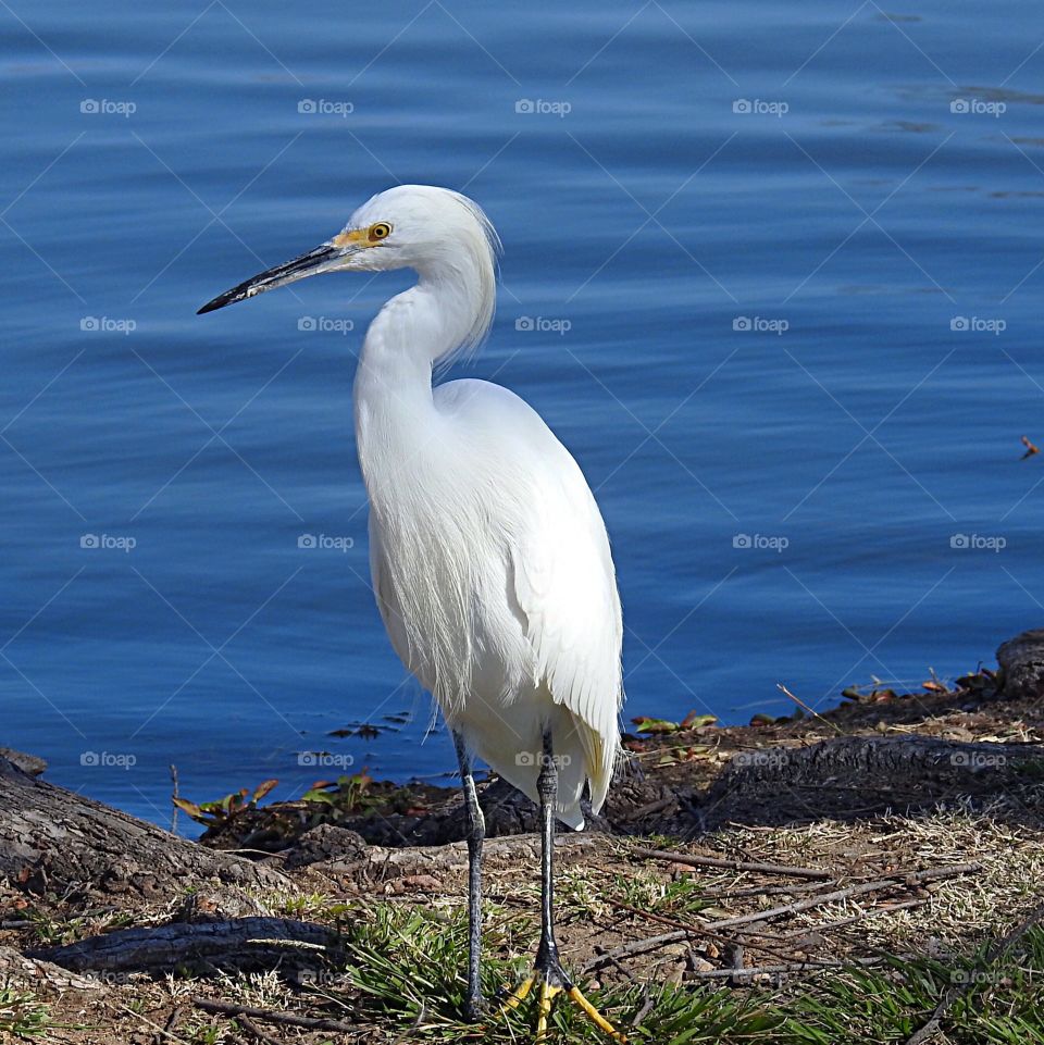 Bird-Egret