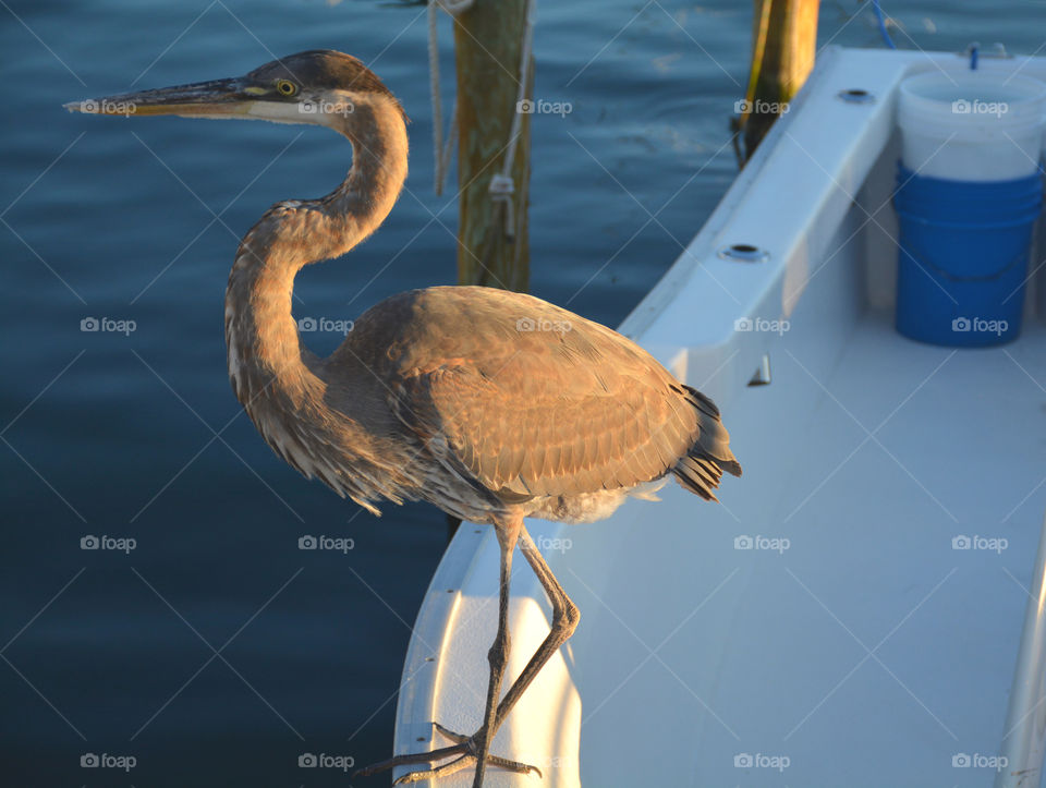 A Blue Heron sits on a boat that is docked at the marina!