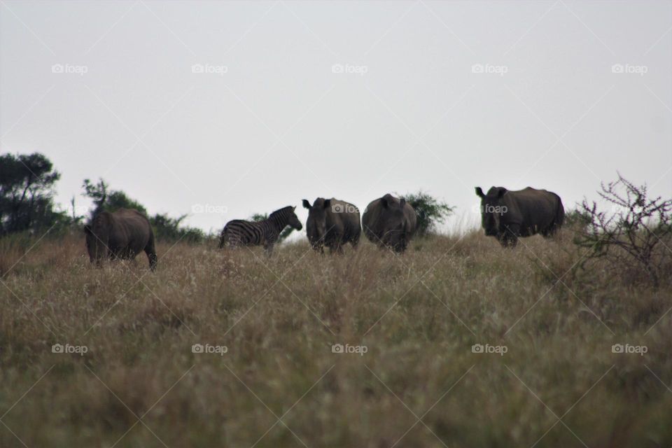 White Rhinos.