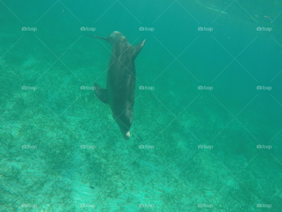 A juvenile, male dolphin swimming and playing off the coast of Belize with a group of snorkelers. 