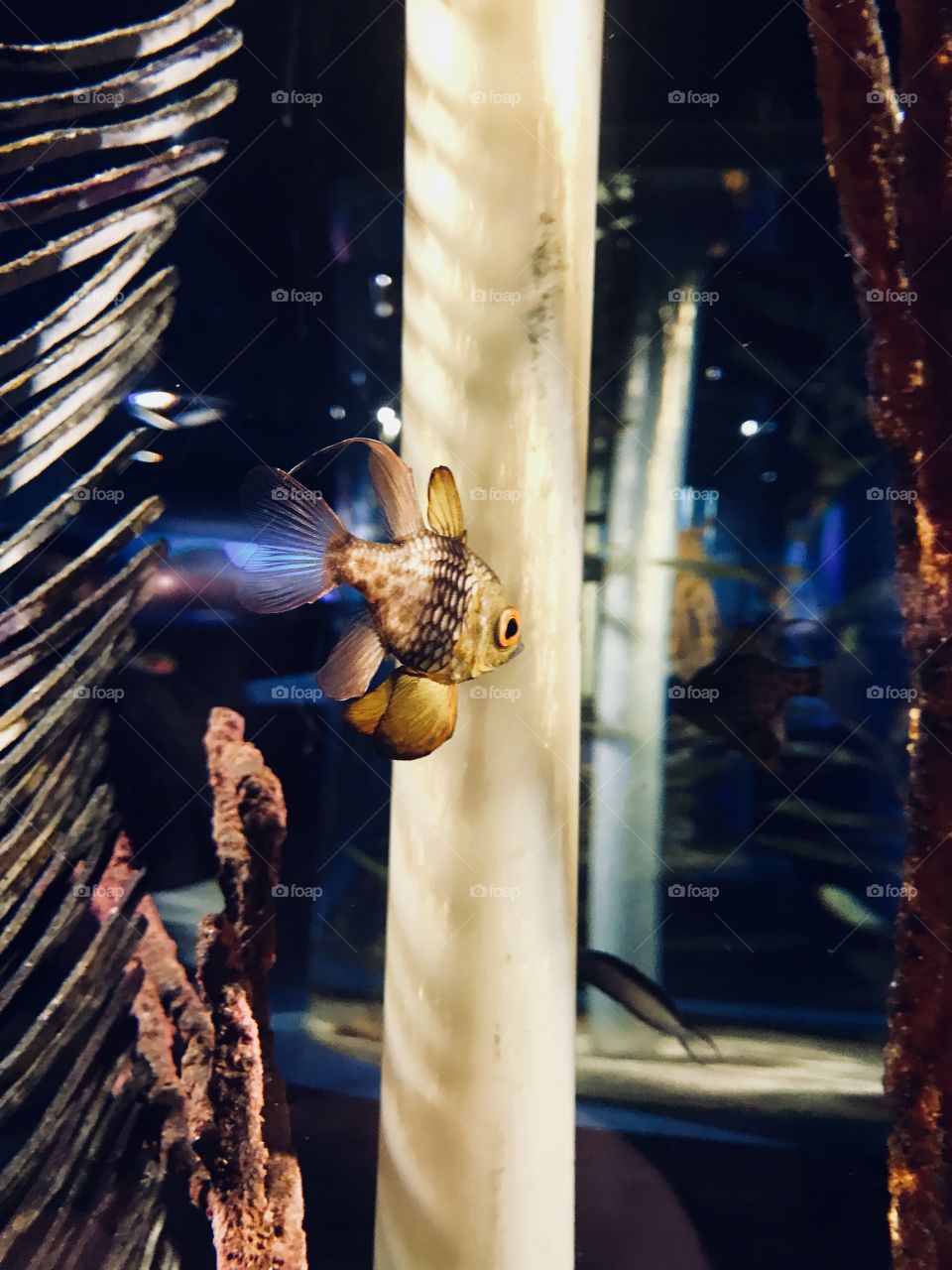 Colorful, little fish floating in his habitat. 