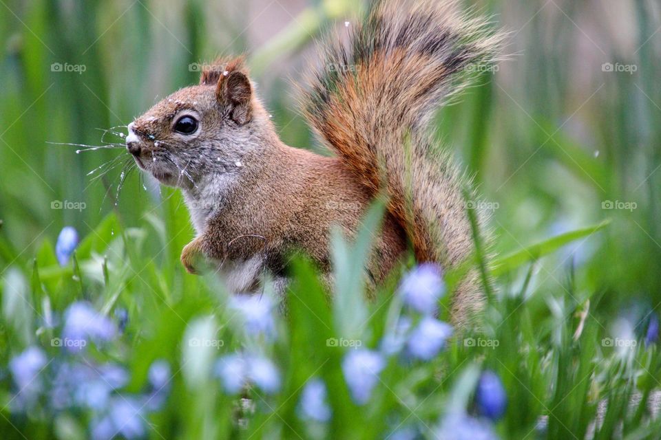 Cute red squirrel