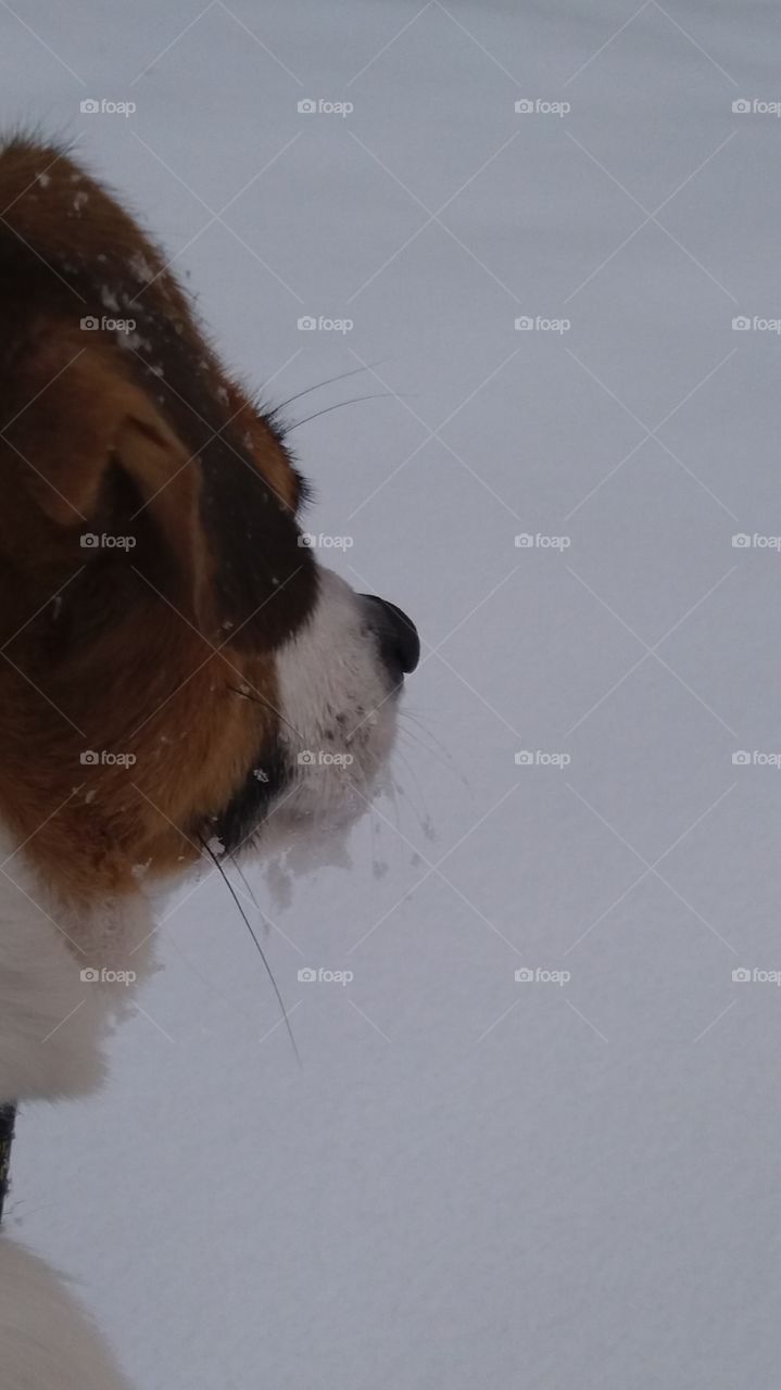 Capture of my snow covered dog