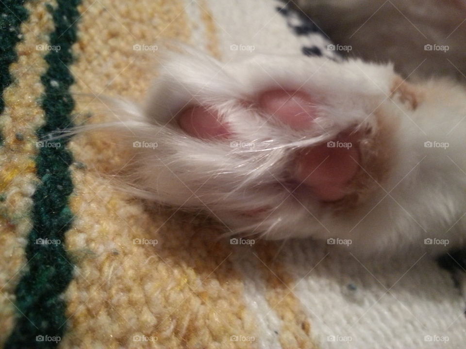 cat's paw 