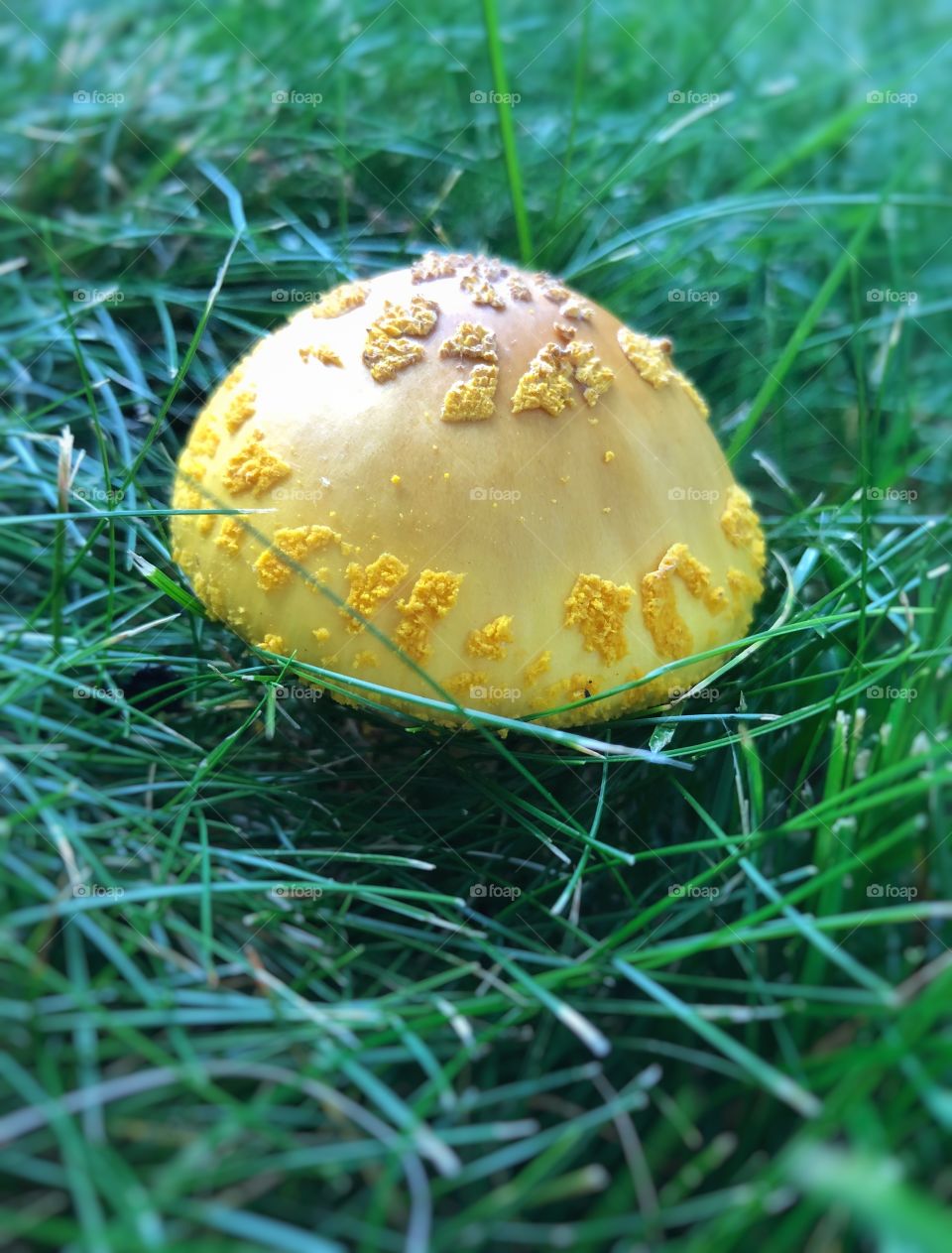 Yellow mushroom in grass